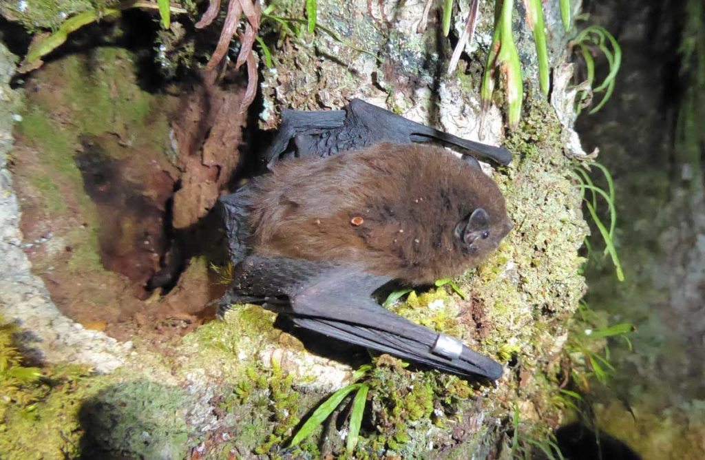 Photograph of a New Zealand long-tailed bat, courtesy of the New Zealand Department of Conservation.