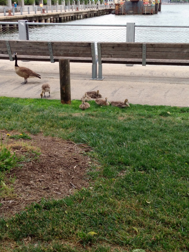 Photo of a parent goose with six baby geese in Brooklyn Bridge Park.