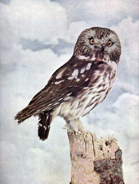 Illustration of the saw-whet owl from the February 1898 issue of Birds: Illustrated By Color Photography.