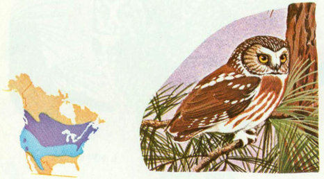 Illustration of a saw-whet owl next to a map depicting its territorial ranges from a 1977 report on cavity-nesting birds released by the U.S. Forest Service.