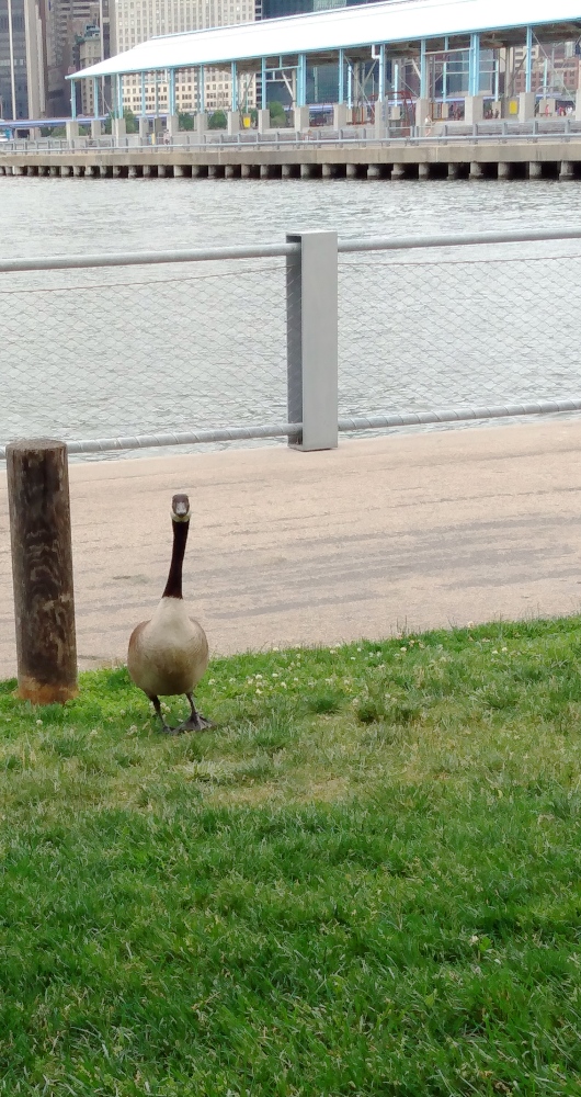 Photo of a parent goose on alert in Brooklyn Bridge Park.