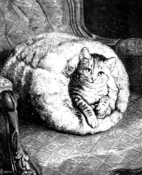 Etching of a cat in a silver fox muff sitting on a damask chair.  It was printed in a January 1882 issue of Harper's Young People to accompany a poem titled "Winter Quarters."