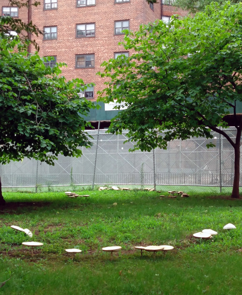 A circle of large, round, flat-topped mushrooms growing outside a housing project in Vinegar Hill, Brooklyn.