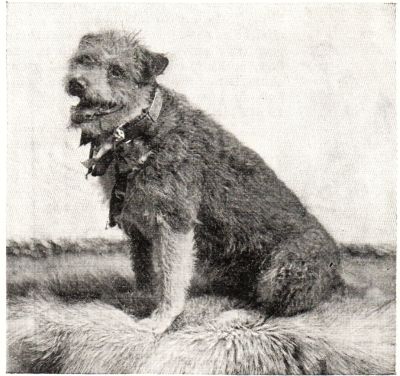 Photograph of Owney the postal dog from Harper's Round Table.
