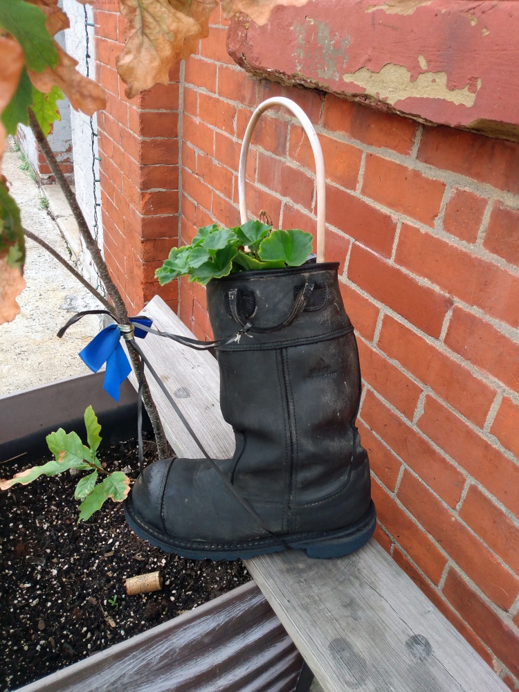 Photo of a boot being used as a planter with a small plant in it in Red Hook, Brooklyn.  The laces of the boot are tied to the woody stem of a weed growing from a larger planter.