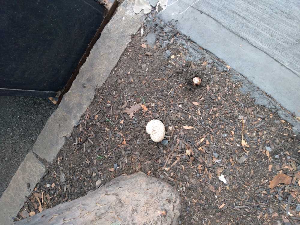 Two round mushrooms sprot in a tree pit next to an outdoor dining shed in Carroll Gardens, Brooklyn.