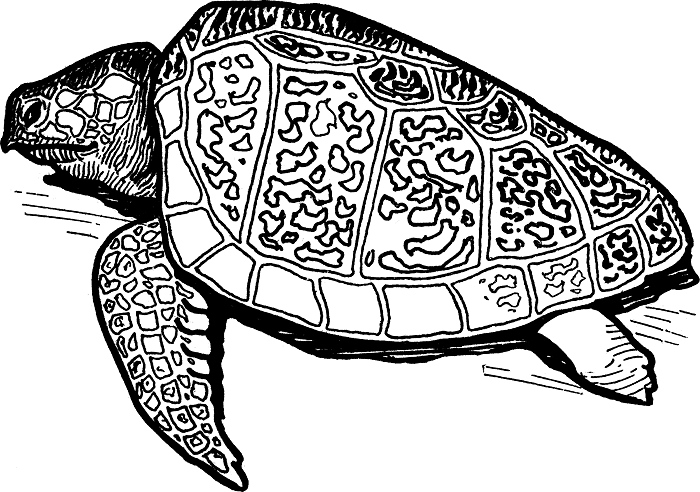 Illustration of a trule from "Pathfinder or The Missing Tenderfoot" by Captain Alan Douglass (1913).