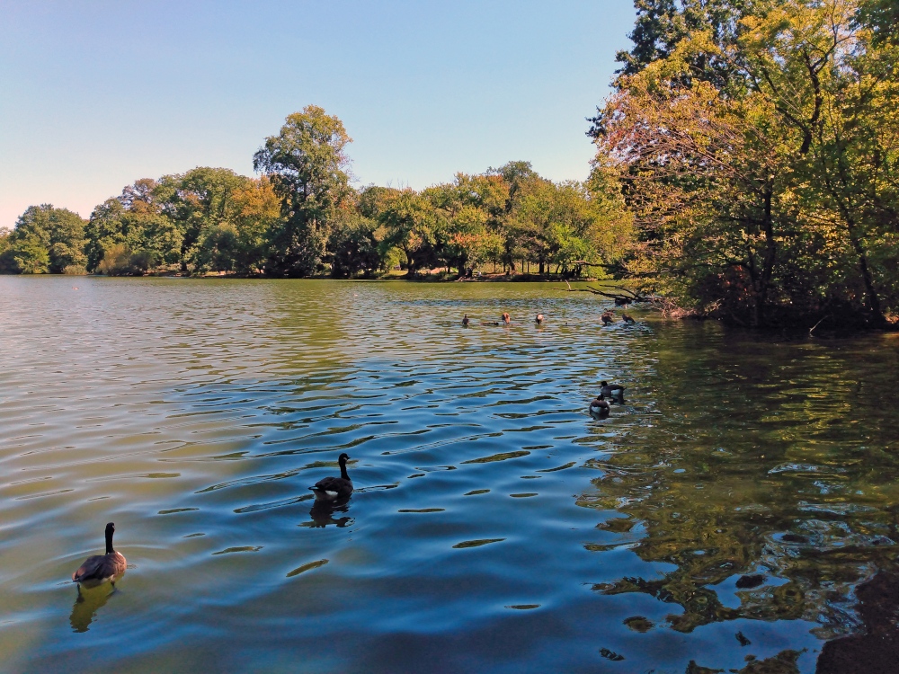 A photo of geese swimming in the Prospect Park pond in Brooklyn, New York.