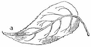 Sketch of a single fuchsia leaf from Harper's young people.