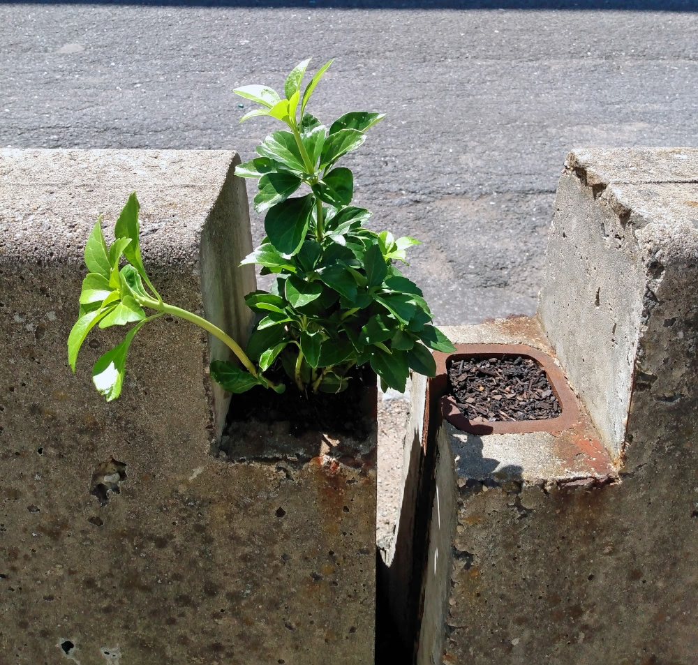 A small green plant growing on a concrete barrier - photographed by N.A. Ferrell.