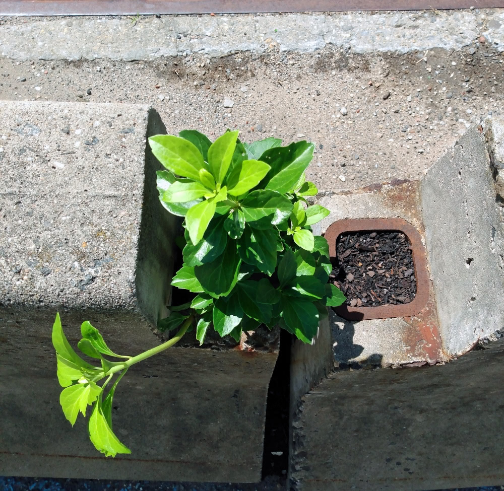 A small green plant growing on a concrete barrier - photographed by N.A. Ferrell.