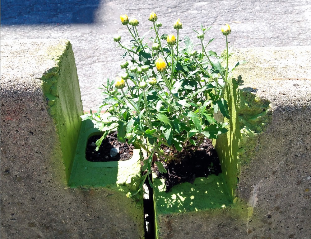 A small weed growing on a concrete barrier - photographed by N.A. Ferrell.