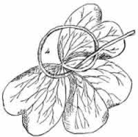 Sketch of an oxalis leaf from Harper's young people.