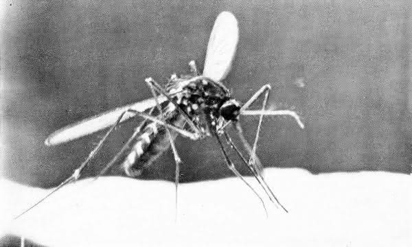 Photograph of a culex mosquito from "Book of Monsters" (1914)