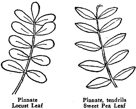 Illustration of sweet pea and pinnate locust leaves from ETHEL MORTON'S ENTERPRISE By MABELL S.C. SMITH.