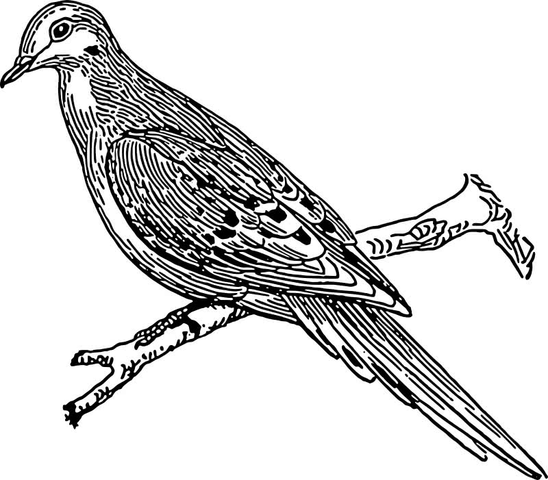 Public Domain mourning dove illustration retrieved from Openclipart.  Note on the Openclipart page:  "This image was donated by Pearson Scott Foresman, an educational publisher, to Wikimedia Commons, and is thereby in the Public Domain."  
