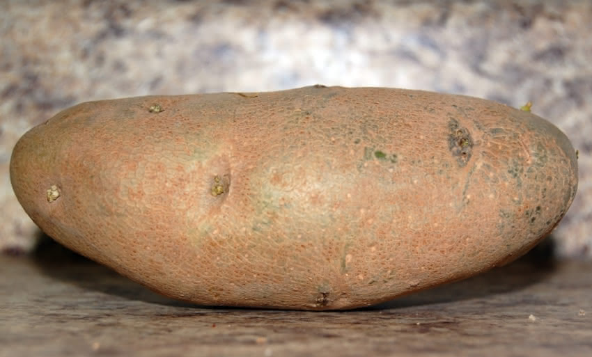 A photograph of a sprouting potato on a counter.