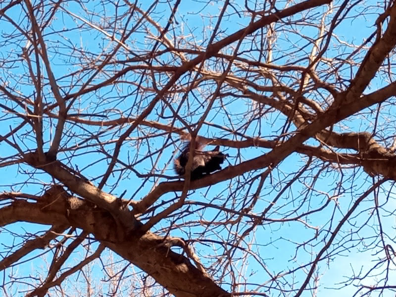 A black squirrel in a tree in Park Slope/Gowanus, Brooklyn.  Photo taken by N.A. Ferrell on April 2, 2022.