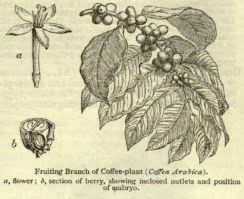 Clip of the Century Dictionary definition of coffee beans with an illustration of a coffee plant.