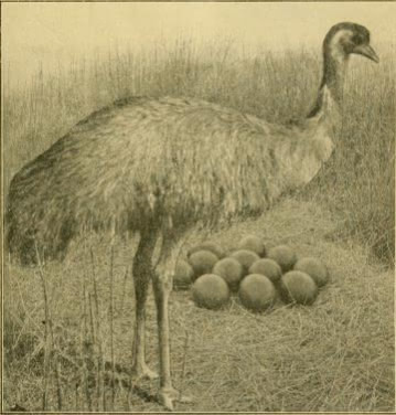 Sketch of an emu from a 1901 edition of the Australian Ornithologists Union journal.
