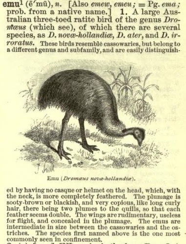 Clip of the Century Dictionary page containing the definition of "emu." There is a sketch of an emu eating in between the two halves of the definition.