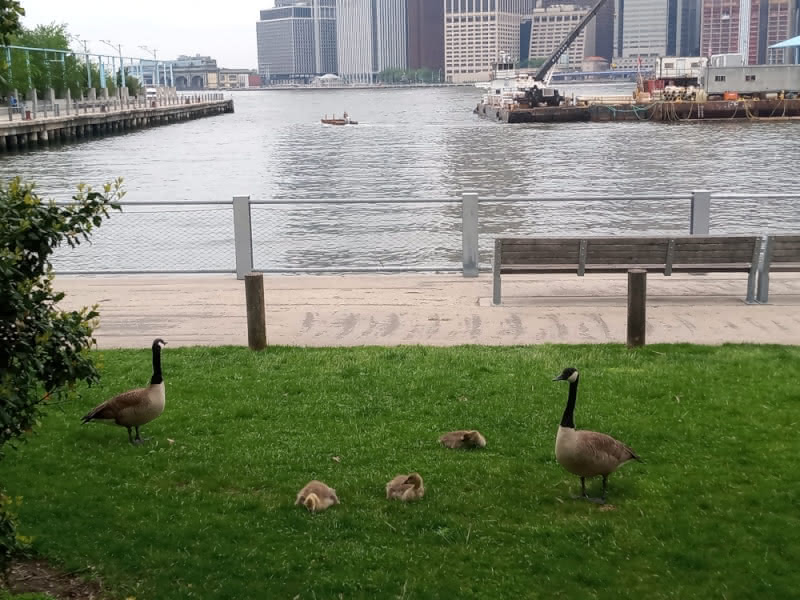 Two geese parents and three baby geese on a patch of grass in Brooklyn Bridge Park.