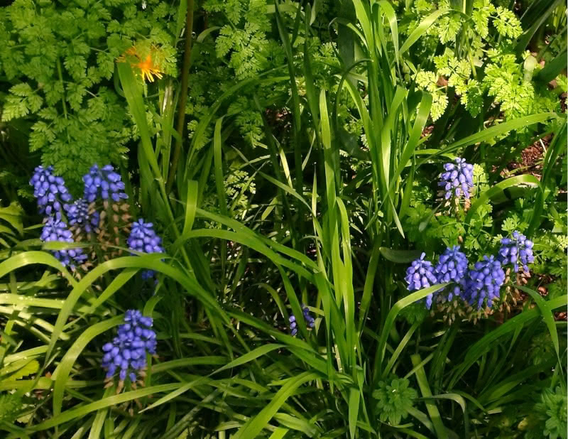 A photo of grape hyacinth flowers at the Brooklyn Botanic Garden in 2019.