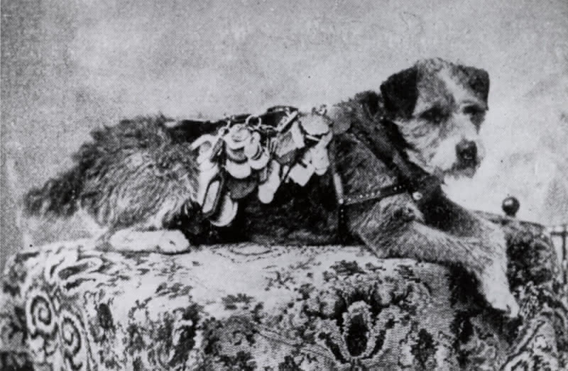 Owney the postal dog wearing his special harness decorated with baggage tags from his adventures.