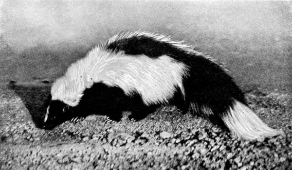 Skunk photograph from On the Trail: An Outdoor Book for Girls (1915)