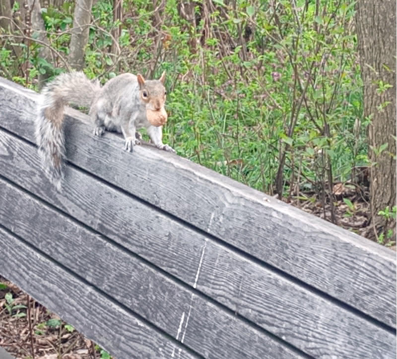 A squirrel with a walnut in its month on a bench in Brooklyn Bridge Park.  Photographed by Nicholas A. Ferrell.