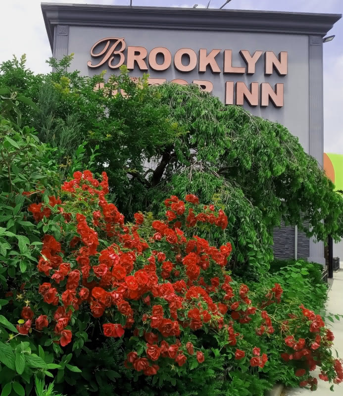 Red roses growing in front of the Brooklyn Motor Inn on Hamilton Avenue in Red Hook, Brooklyn.