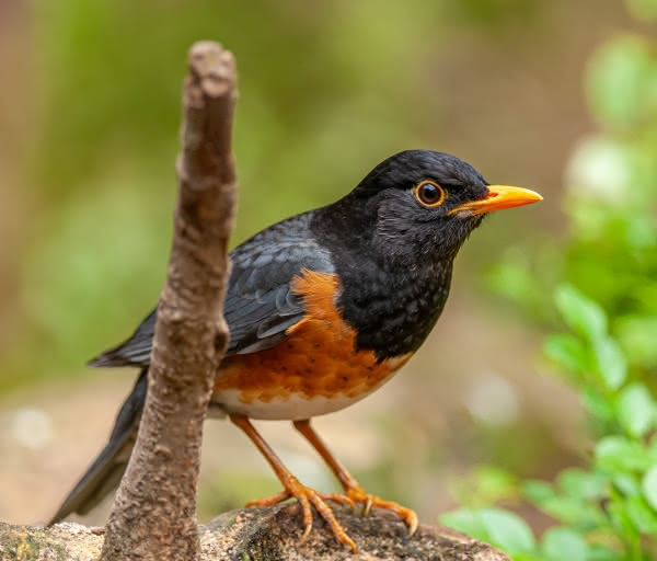 This excellent photo of a robin is in the Public Domain. Original un-compressed photo was taken by Mr. Petr Ganaj from Pexels.