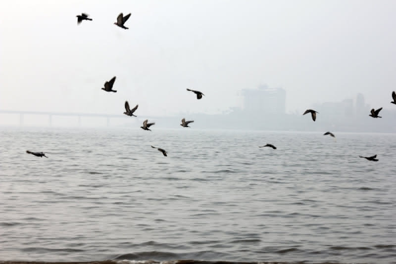 Pigeons flying over the sea - "Pigeons Sea" by Sachin Patekar is marked as CC0 Public Domain