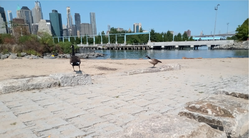 Two geese stand on an artificial beach at Brooklyn Bridge Park with the Manhattan skyline in the background on a bright September morning.
