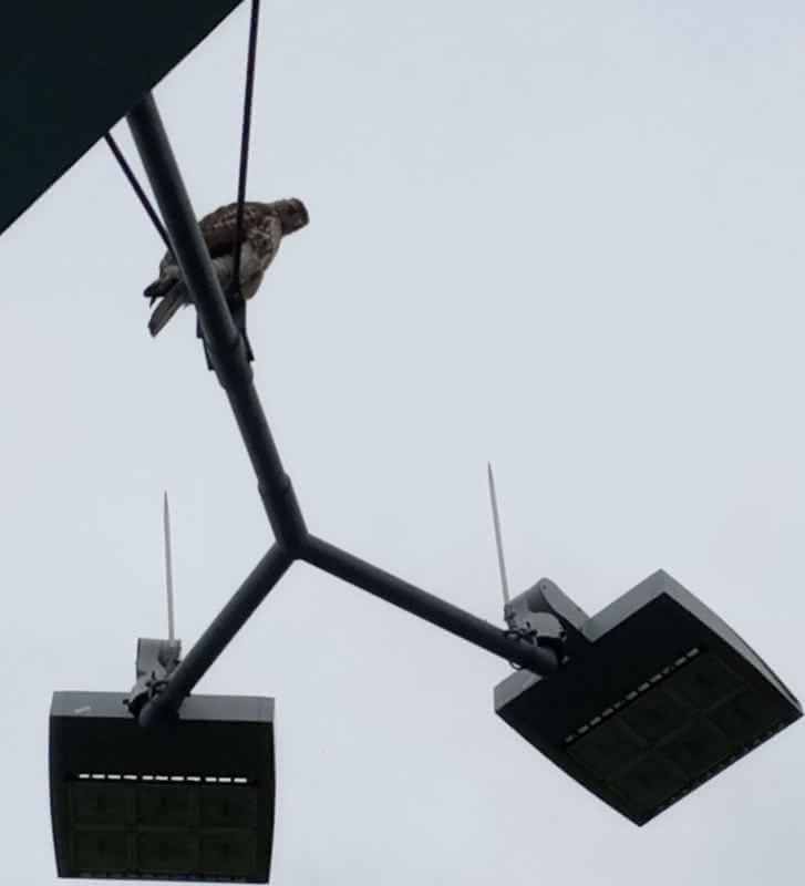 A falcon perched atop pier 4 at Brooklyn Bridge Park.