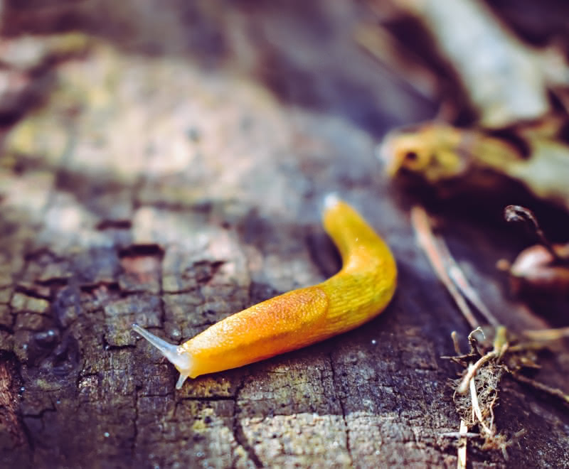 Public domain photo of a banana slug by Chris F. on Pexels (https://www.pexels.com/photo/banana-slug-brown-orange-outdoors-1184023/)