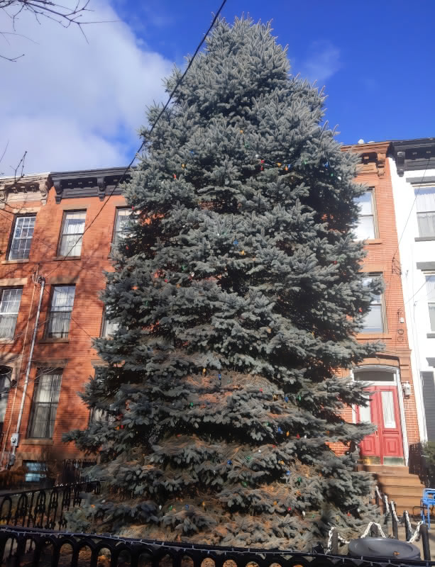 A very large planted Christmas Tree in front of a home in Carroll Gardens, Brooklyn.