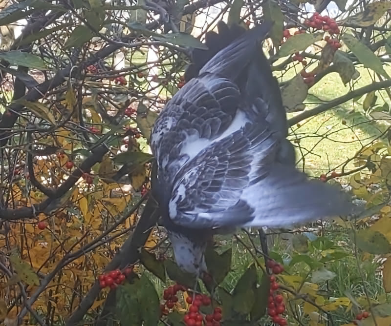 Pigeon eating berries while upside down on a small bush.