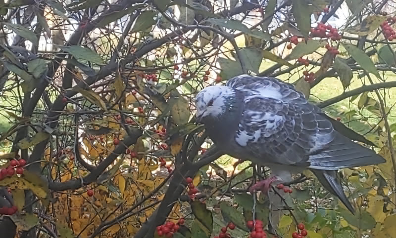 Pigeon looking at berries to eat.