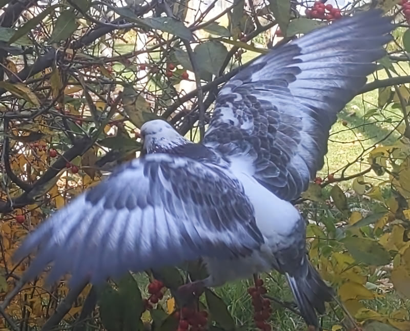 Pigeon eating berries from bush while flapping.