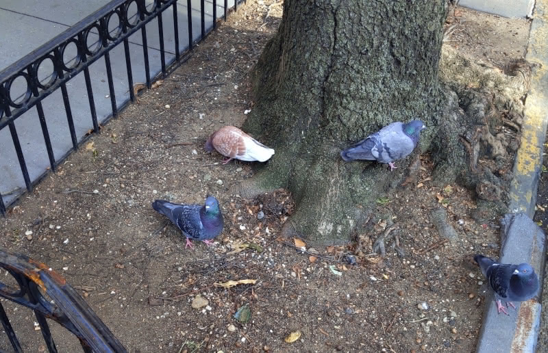 A photo of four pigeons in a tree pit in Brooklyn Heights on Thanksgiving in 2022.