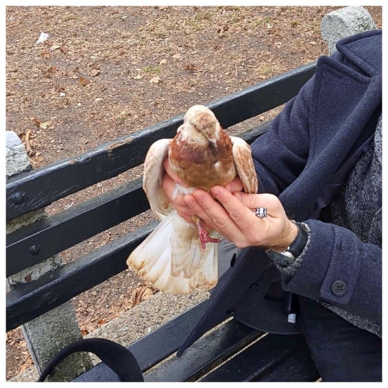 Victor V. Gurbo displays a pigeon that he just rescued while sitting on a park bench in Brooklyn, New York City. Photograph by Nicholas A. Ferrell.