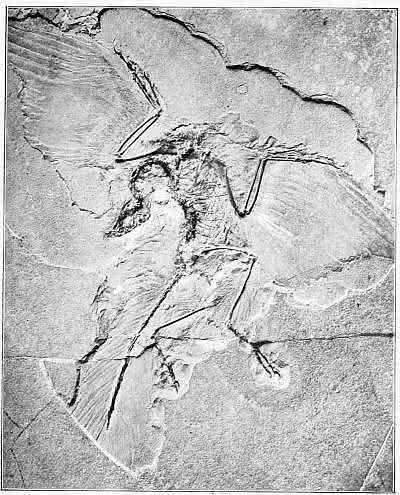 Archaeopteryx bird fossil photograph in 1901 book titled Animals of the Past. Photograph had been taken at the Berlin Museum.