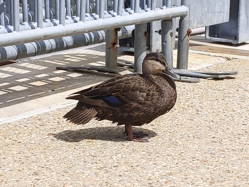 Side view of a brown duck with a dark blue/purple tail feather drying off on Pier 5 of Brooklyn Bridge Park.