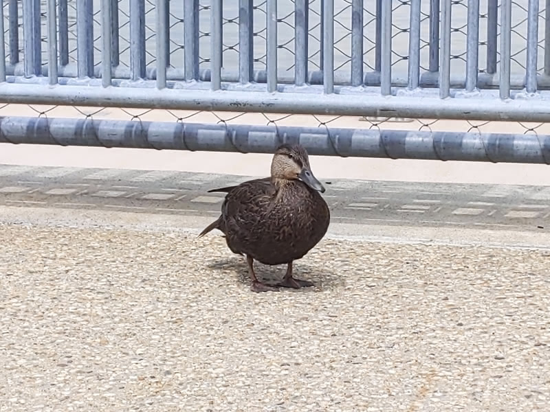 Close up front-view photo of a wet brown duck standing on Pier 5 of Brooklyn Bridge Park.