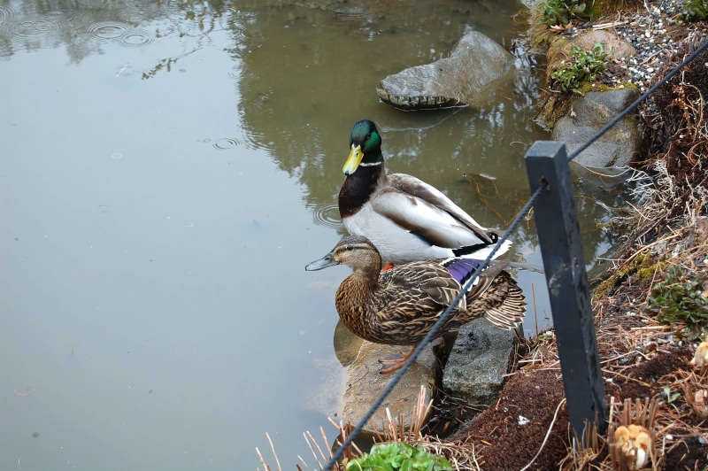 Photograph of two ducks standing by a pond at the Brooklyn Botanic Garden. You can see ripples in the water from the rain drops. This photo was taken on March 27, 2007.