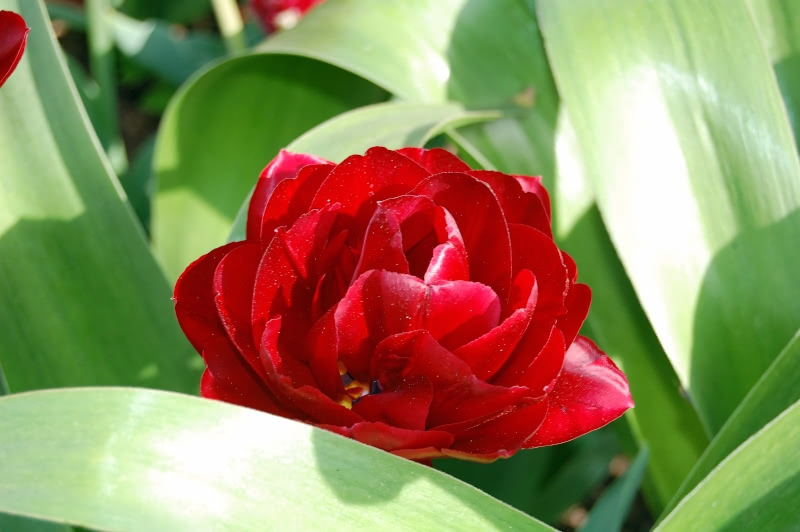 A photo of a red rose surrounded by green leaves at the Brooklyn Botanic Garden. The photo was taken by Nicholas A. Ferrell on March 27, 2007.