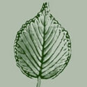 The New Leaf Journal site icon -- User profile version.