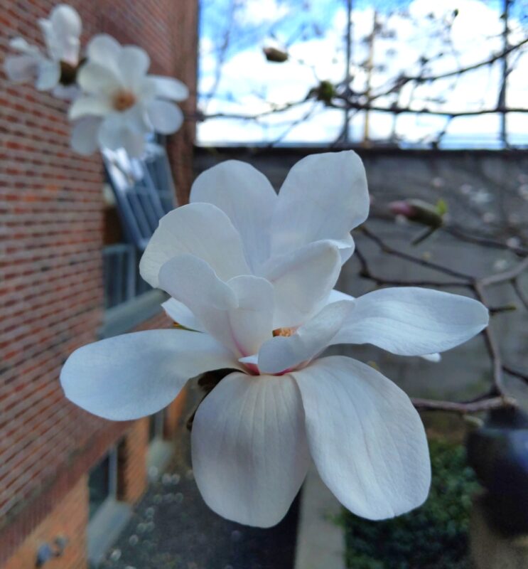 Photograph of a magnolia flower on a tree with two magnolias and a brick wall in the background -- taken by N.A. Ferrell at the Noguchi Museum's Sculpture Garden.