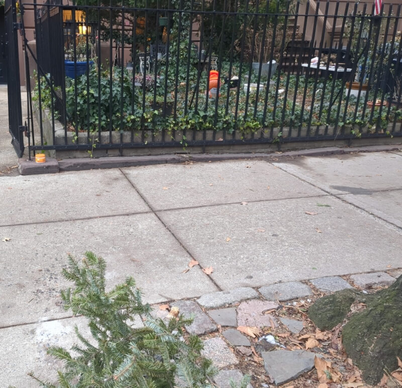 Photograph taken from curb right over tree pit of a fenced off front yard for a Carroll Gardens Brownstone. In the foreground we see a Christmas Tree left in the tree pit. Behind the fence we see an orange thing in the overgrown yard which is a pumpkin in a knit hat.